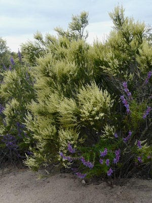 Wooly Blue Curls (blue blossoms) and Chamise (cream blossoms)