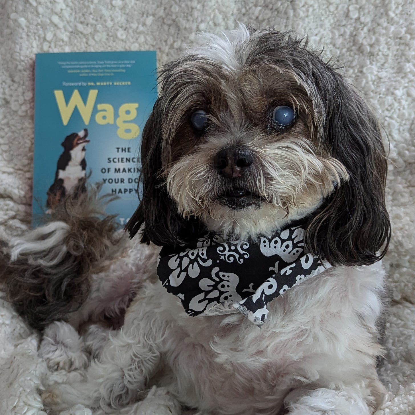 A senior Shih Tzu poses on a chair next to a copy of Wag. He's wearing a black and white bandana.