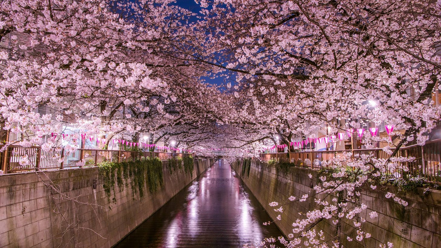 When and where to see cherry blossoms in Tokyo in 2023 | GO TOKYO