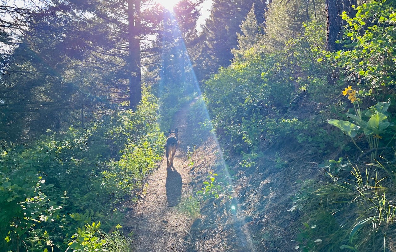 dog running down forest trail in a beam of light