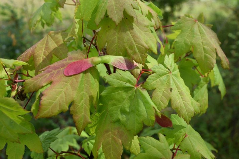vine maple with seeds