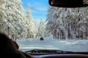 trees and snow