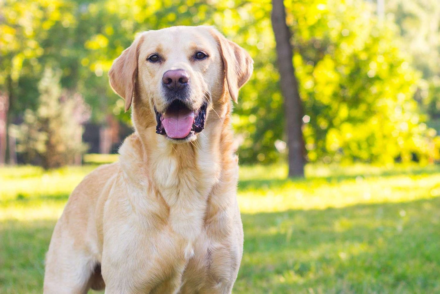 The Labrador Retriever Is the Most Popular Dog in America, According to the  American Kennel Club