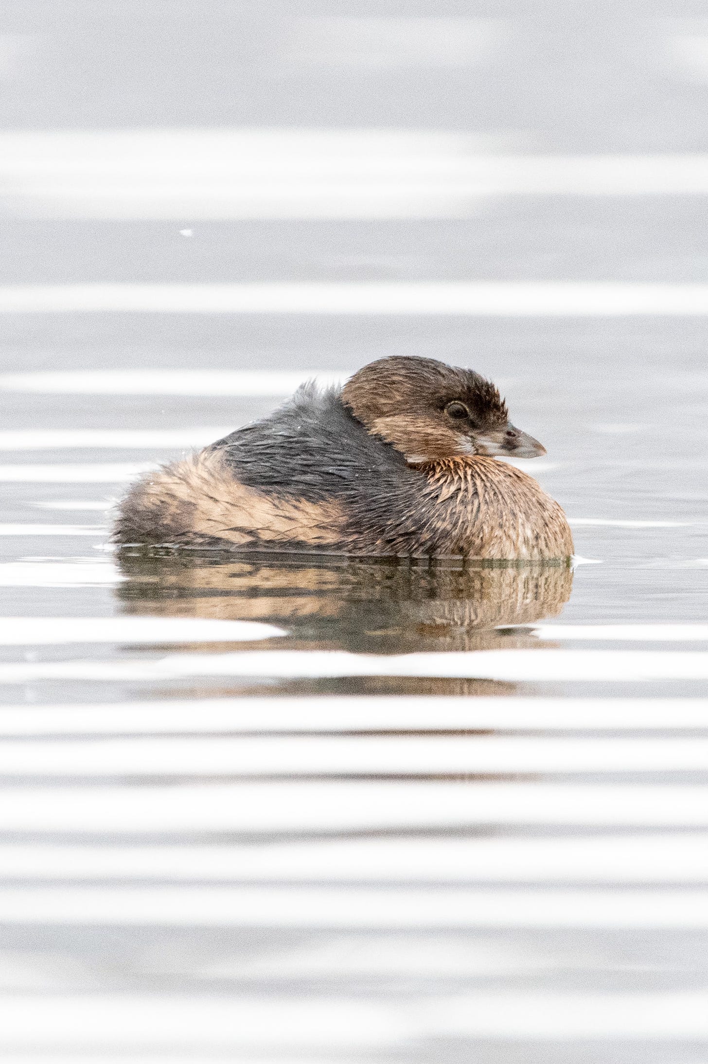 A brown bird with a hash-mark over its bill, its feathers fluffed up against the cold, floats on water