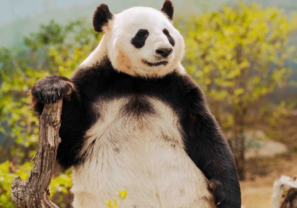 Giant panda sitting in a forest representing a calm consciousness