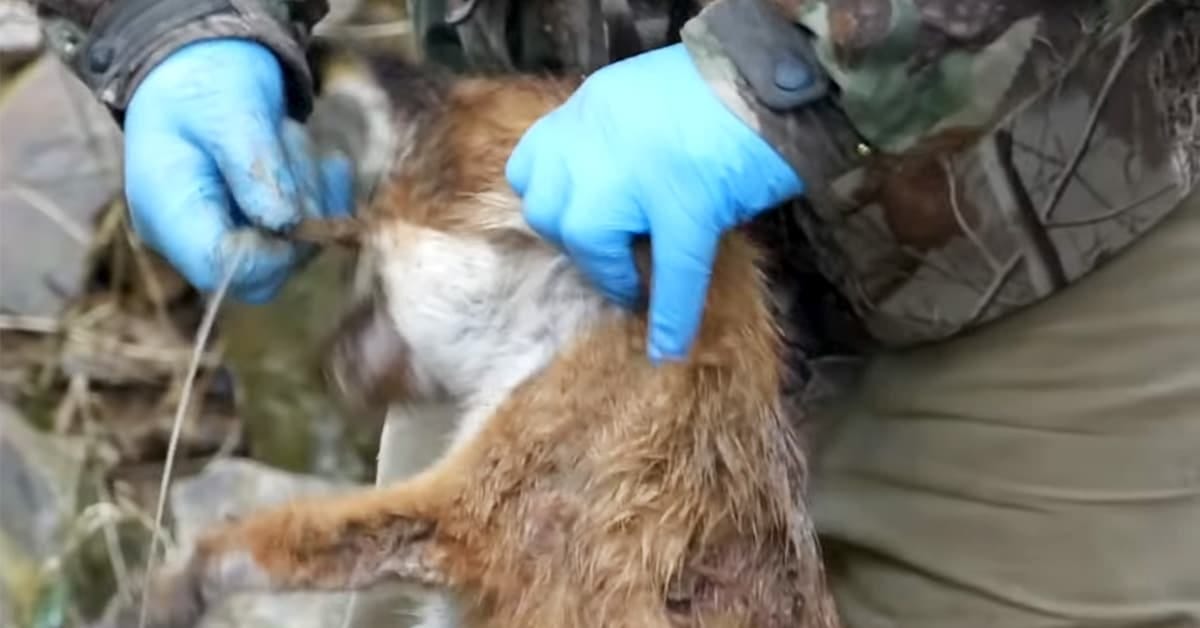 Gamekeeper removes a snare from around the neck of a dead fox