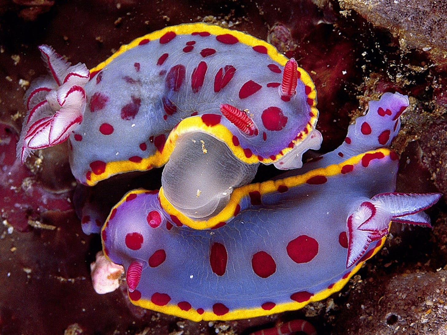 Two colorful sea slugs mating
