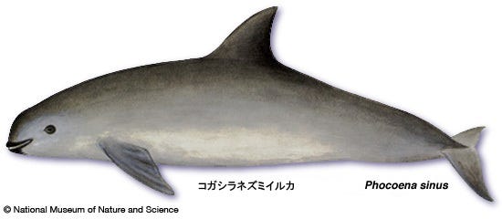 Vaquita｜Marine Mammals Information Database