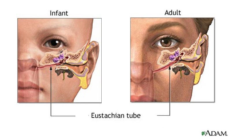 The Eustachian Tube - ENT Clinic