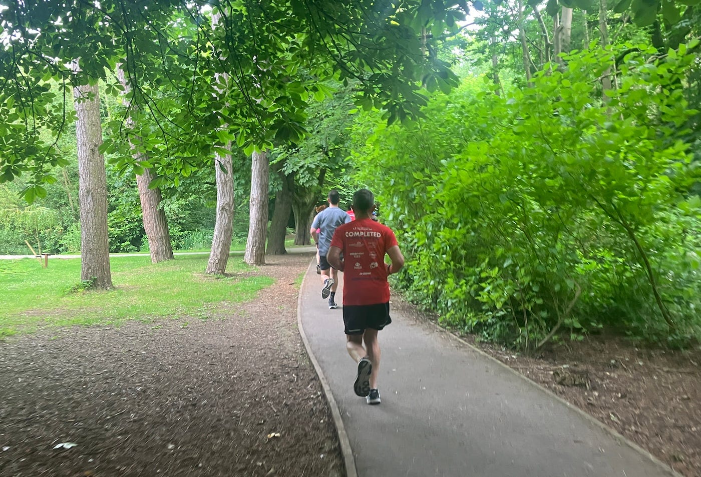 A narrow path through tall trees