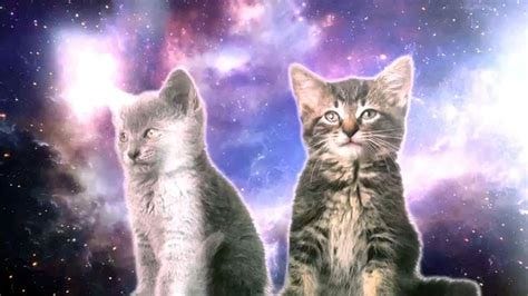 The Healing Powers Of Cats - Crystal Wind™ | Animal Spirit & Medicine