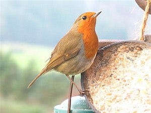 English: Robin Redbreast