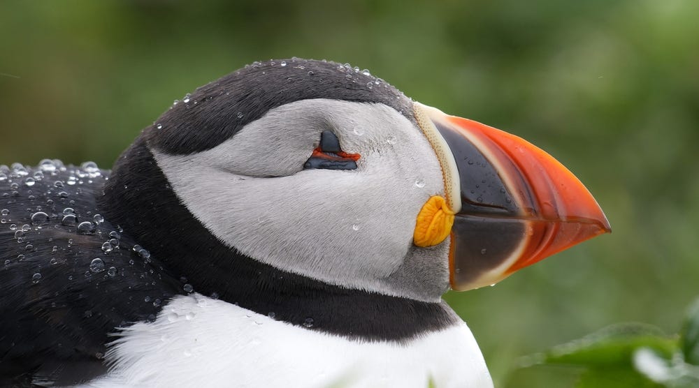 May be an image of tufted puffin