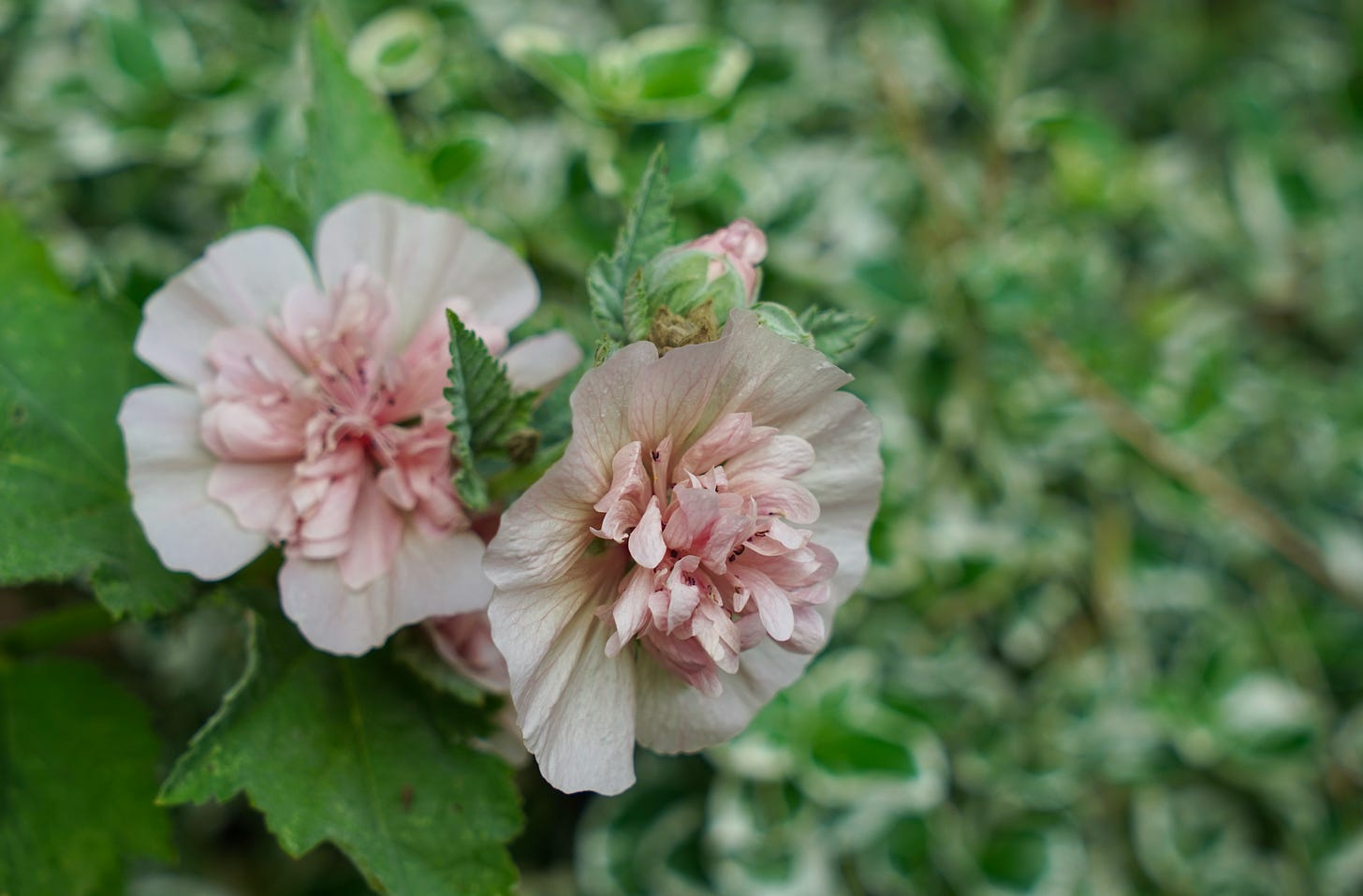 a pretty pink cottage garden flower