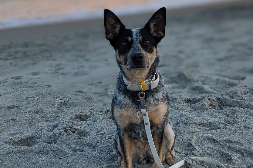 Scout, an Australian Cattle Dog mix registered through the AKC Canine Partners program, sits on Cocoa Beach in Florida