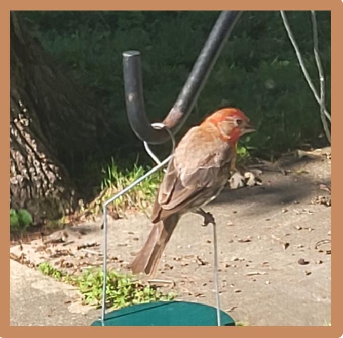 Small tan bird perched atop a bird feeder