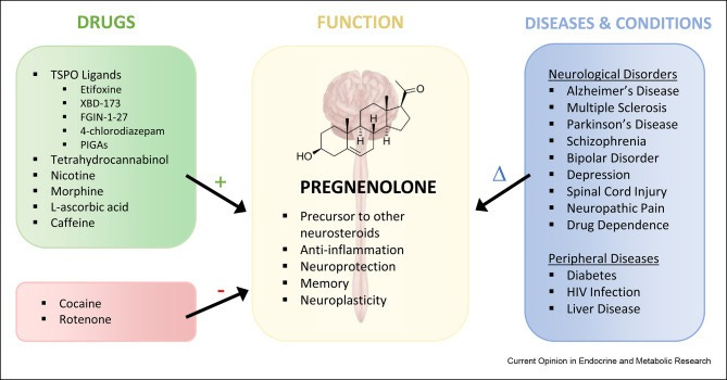 Function, regulation, and pharmacological effects of pregnenolone in the  central nervous system - ScienceDirect