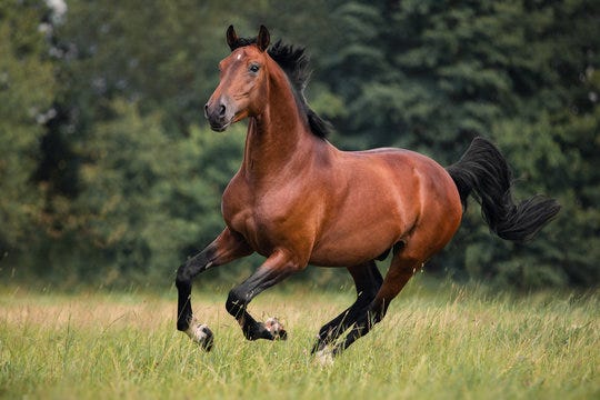 Horse Images – Browse 2,834,758 Stock Photos, Vectors, and Video | Adobe  Stock