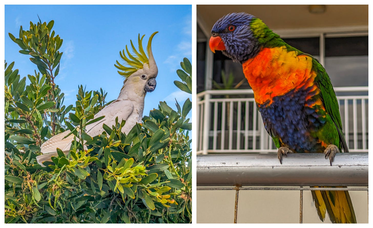 Photo on left shows a sufur crested cockatoo, picture on the right a lorikeet. 