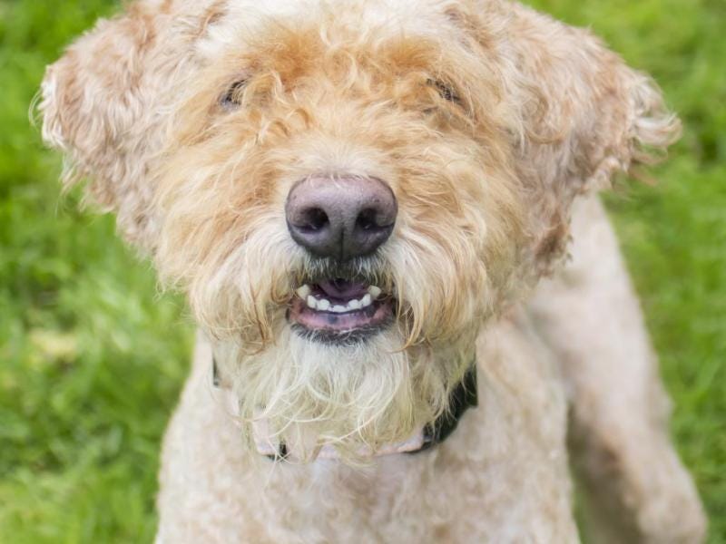 Adoptable Dog Of The Week: Meet Mali, a lovable canine bundle of joy
