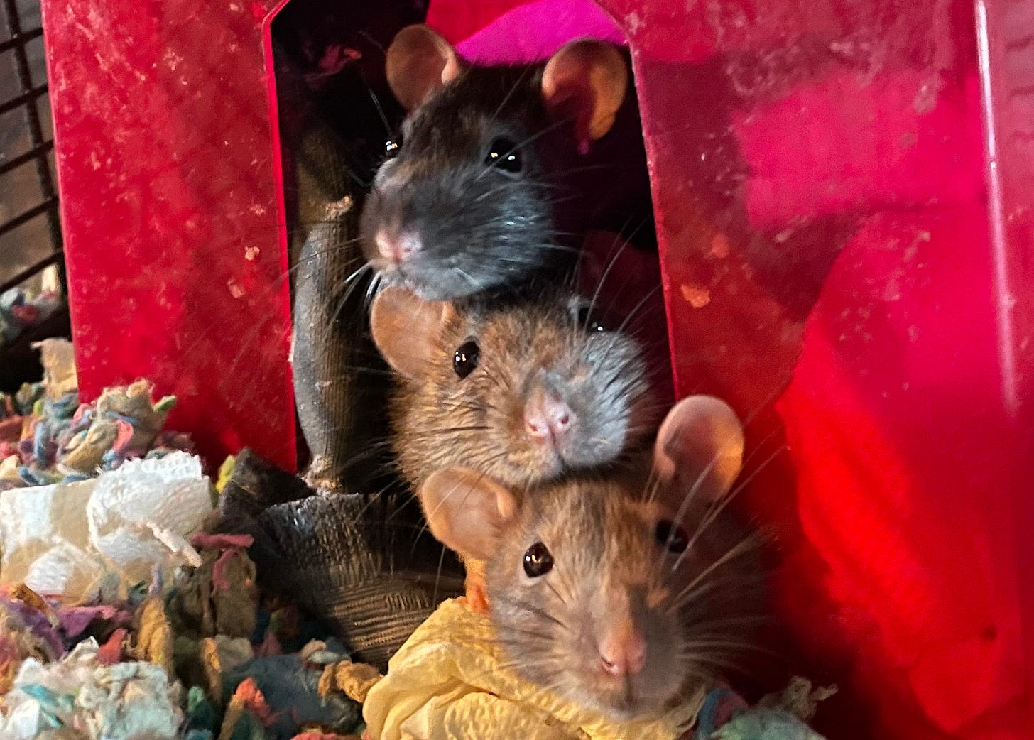 3 fancy rats poke their heads outside a transluscent red house