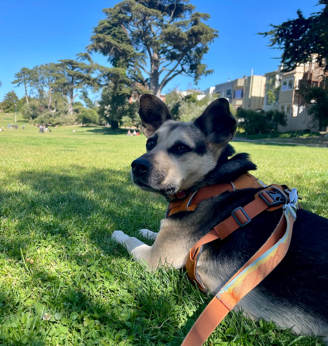 Black and brown dog in orange harness looks over shoulder at camera, laying on grass with trees and a blue sky in background