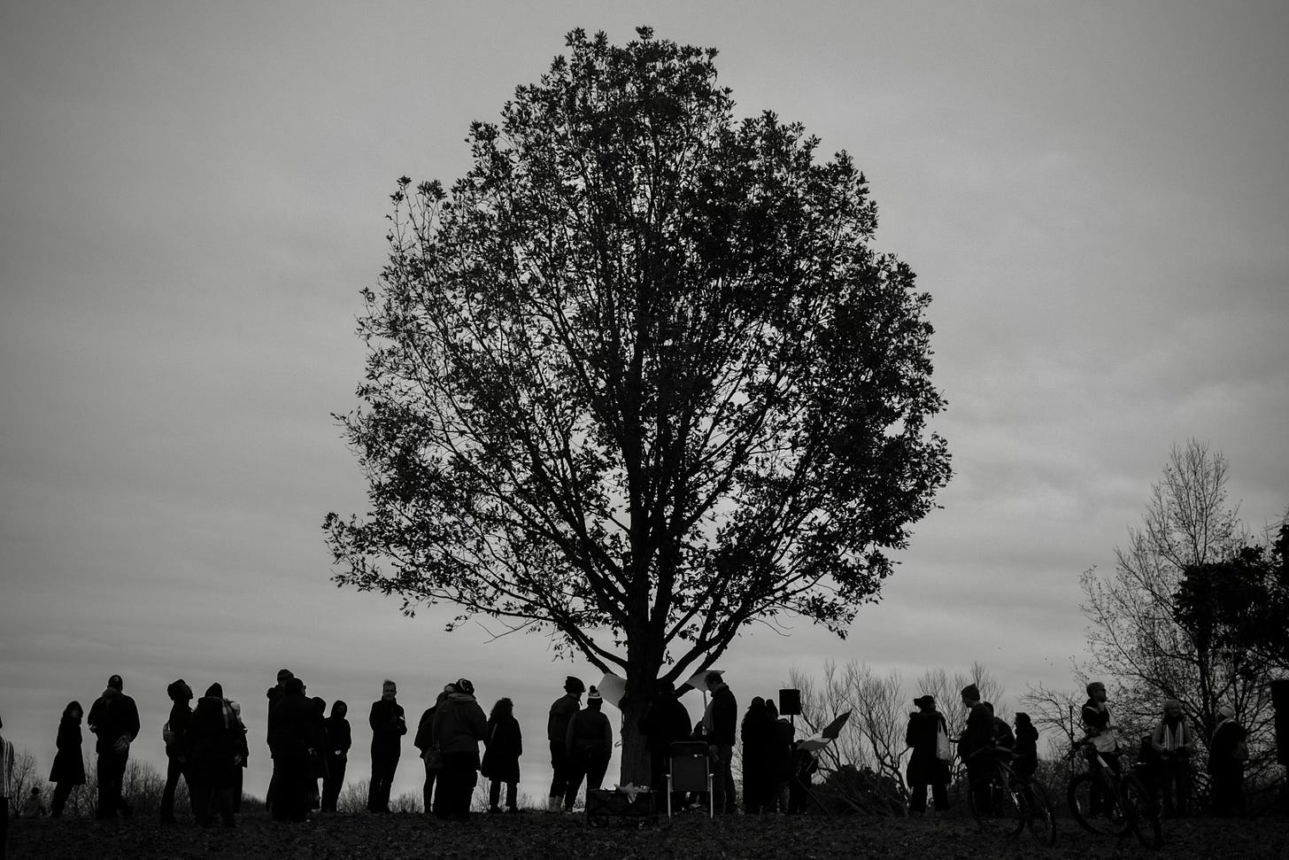A silhouette of vigil guests beside a tree in Freedom Park