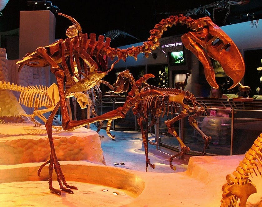 A fossilized skeleton of a five ft. tall terror bird displayed in a museum. 