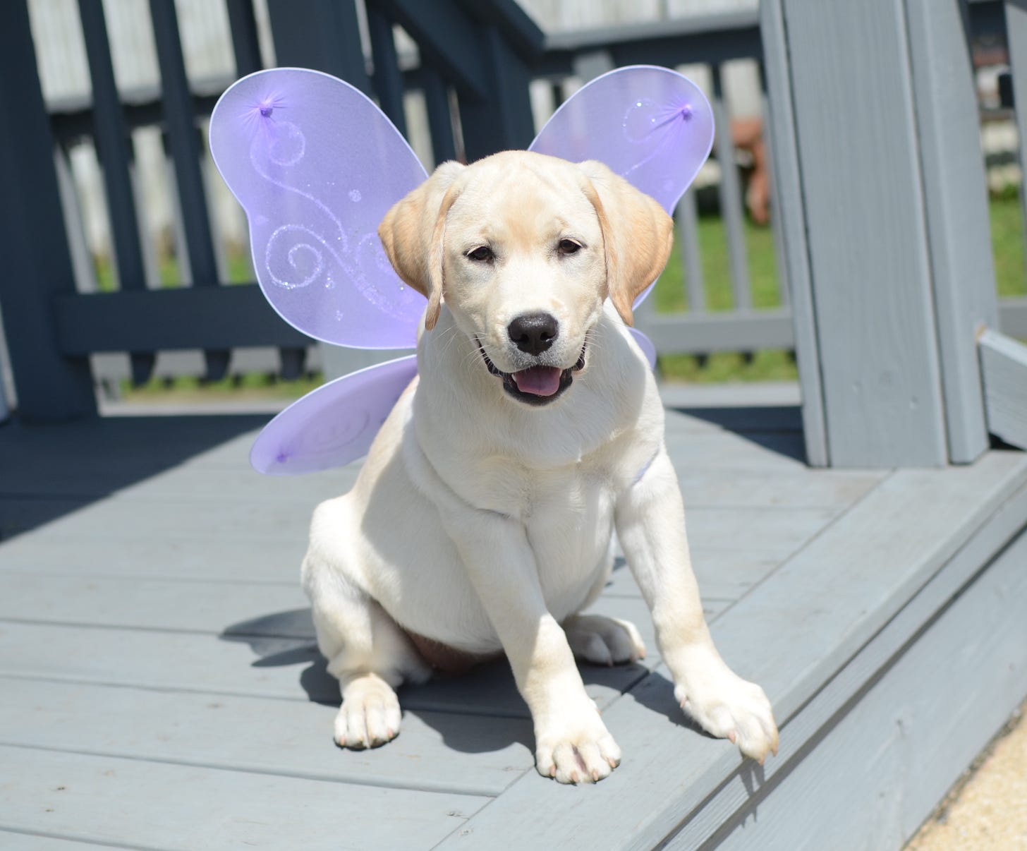 A yellow Labrador retriever sits on the porch in the sun. She has purple butterfly wings on and looks like she's smiling. 