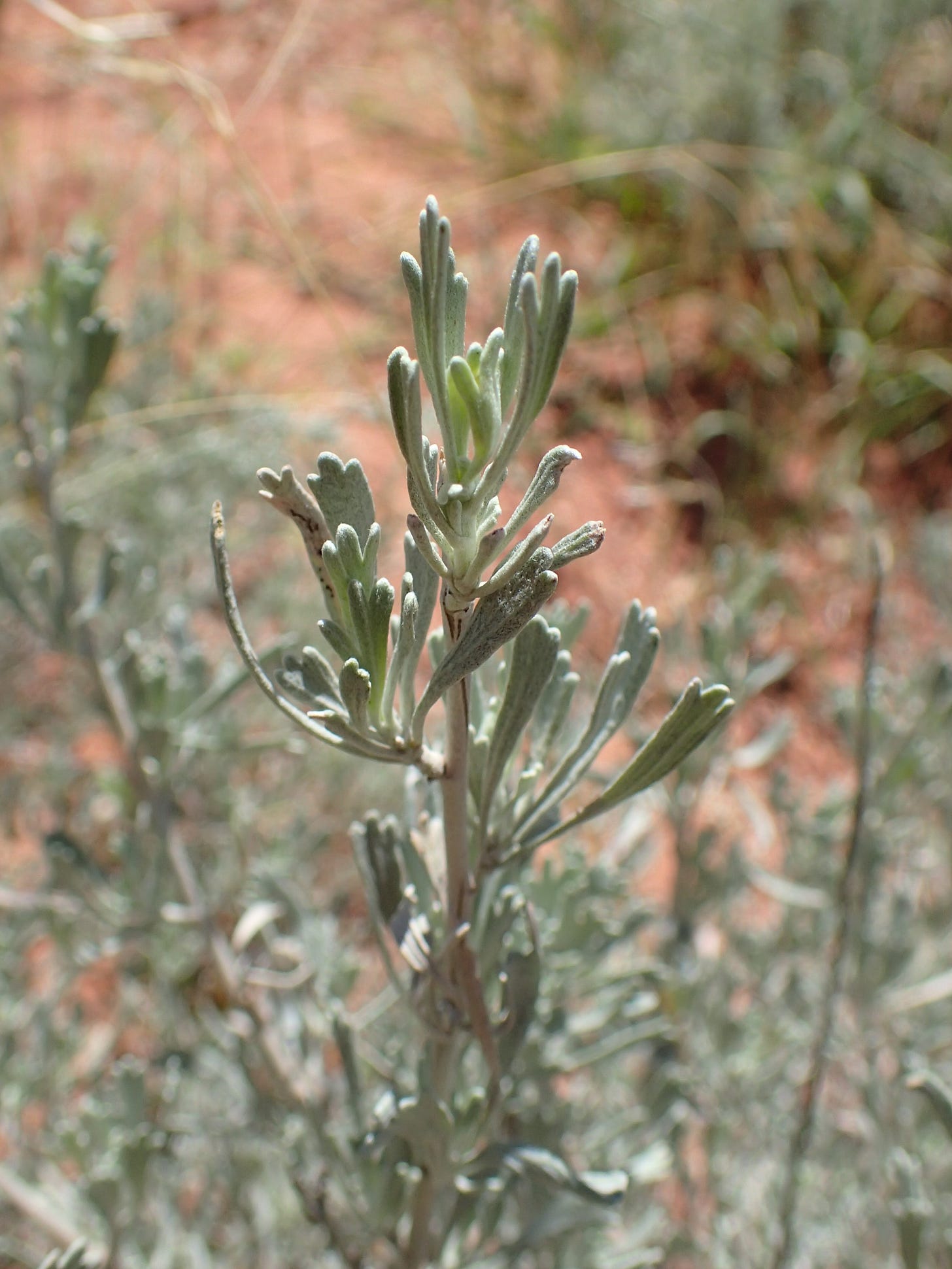 Close up of leaves of Artemisia tridentata, also called sagebrush