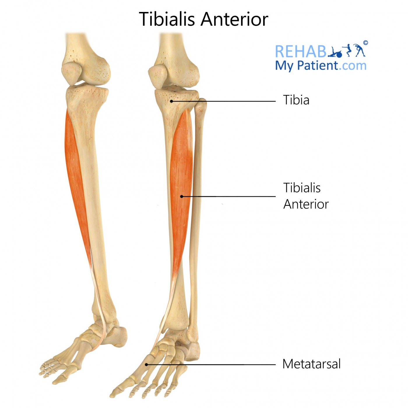 Tibialis Anterior | Rehab My Patient