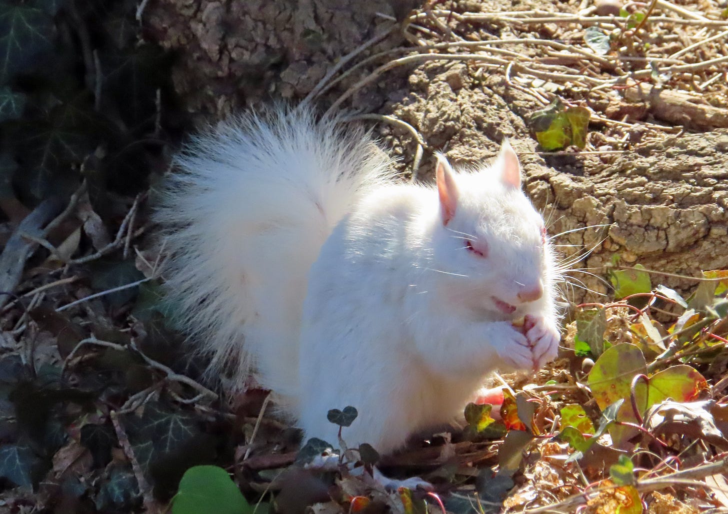white squirrel with eyes closes