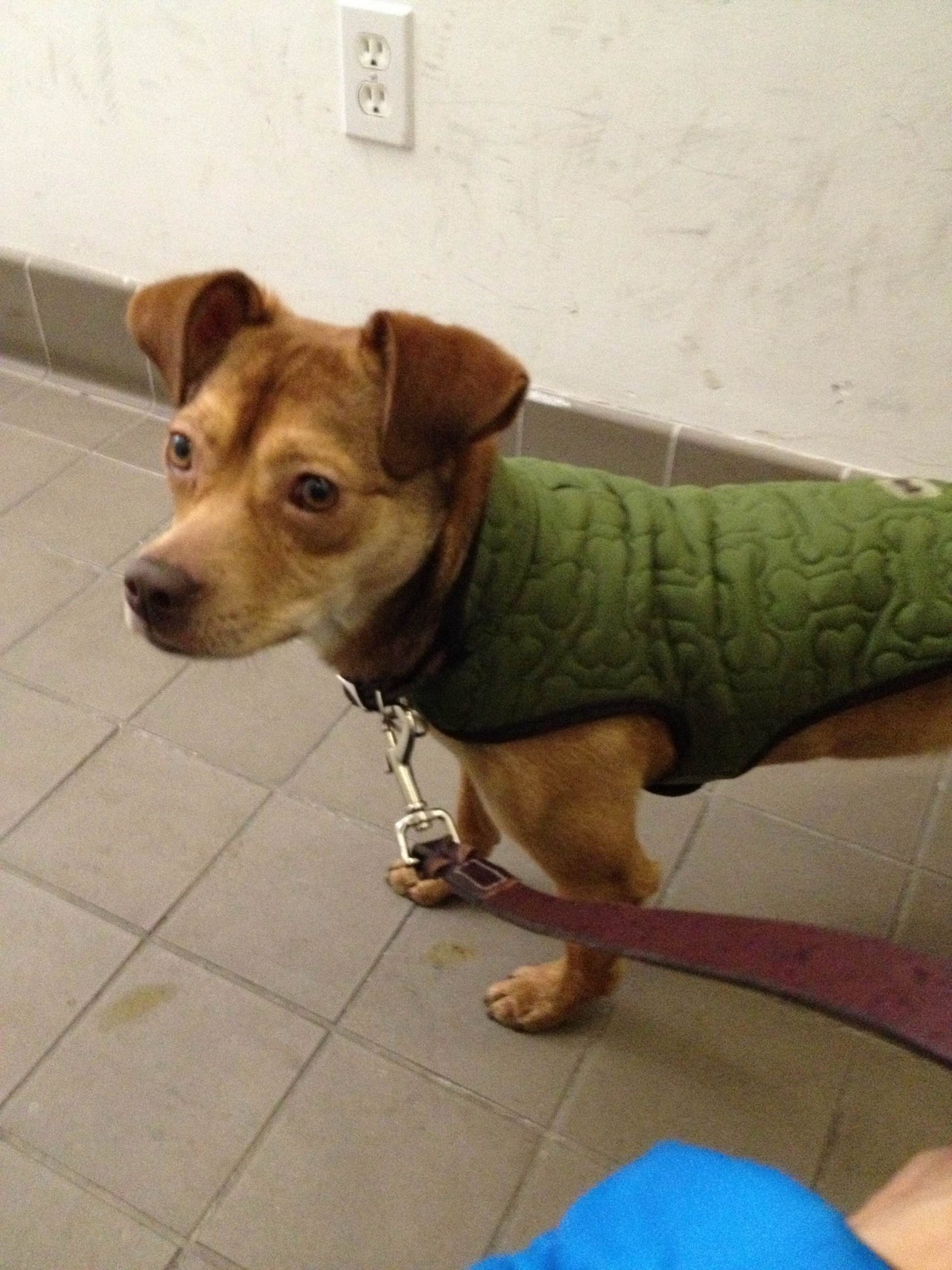 LL Kirchner’s dog Hartley, early days in NYC