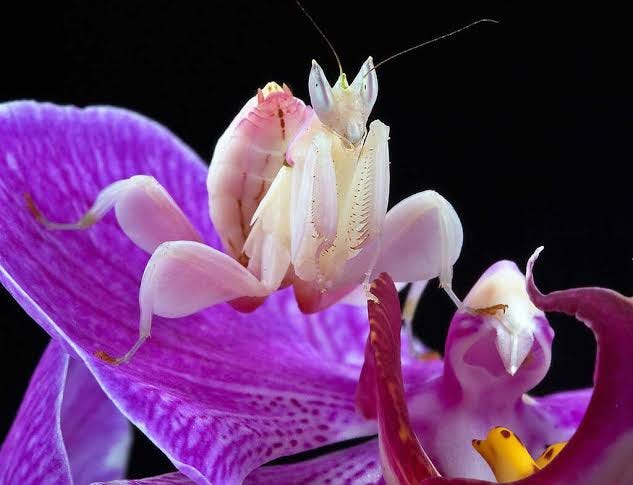 Beautiful Huntresses: Scientists Explain Why Mantises Evolved To Resemble  Orchids : The Two-Way : NPR