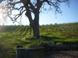 Kurt Dubost's grilling station, set amongst the vines that produce the estate's estimable wine.