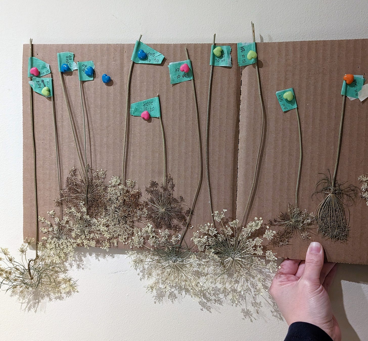 Queen Ann’s Lace flowers pinned onto a carboard piece