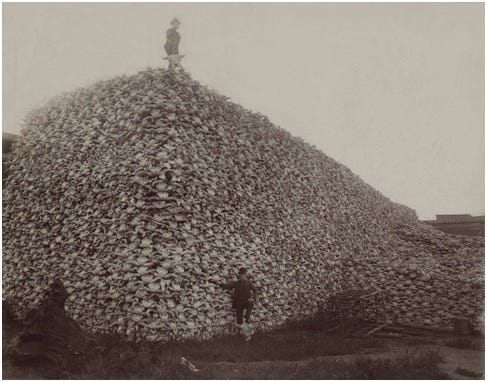 Source: Pile of American bison skulls waiting to be ground for fertilizer, circa 1870. Burton Historical Collection/Detroit Public Library.