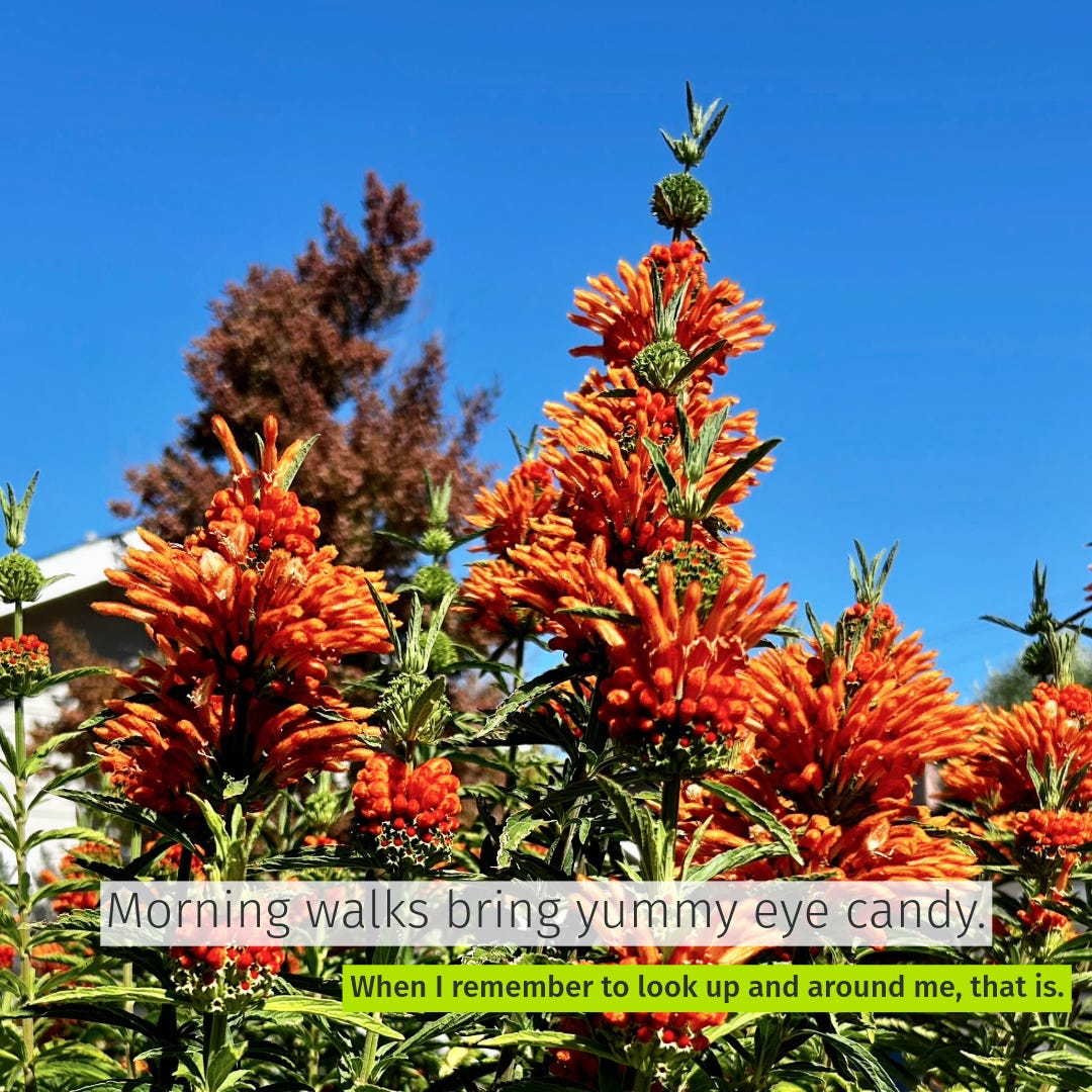 flowers aflame on my morning walk