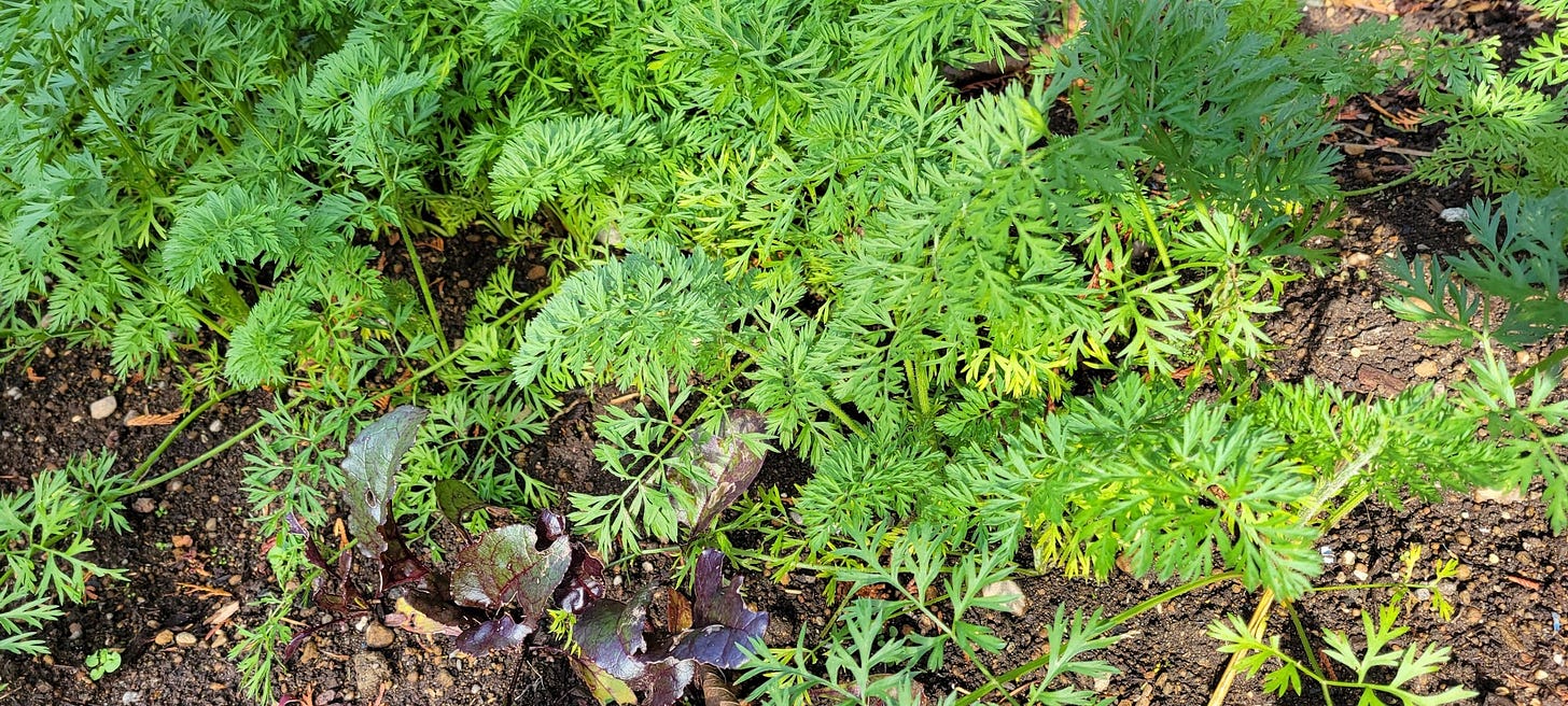 green carrot tops in a winter garden bed