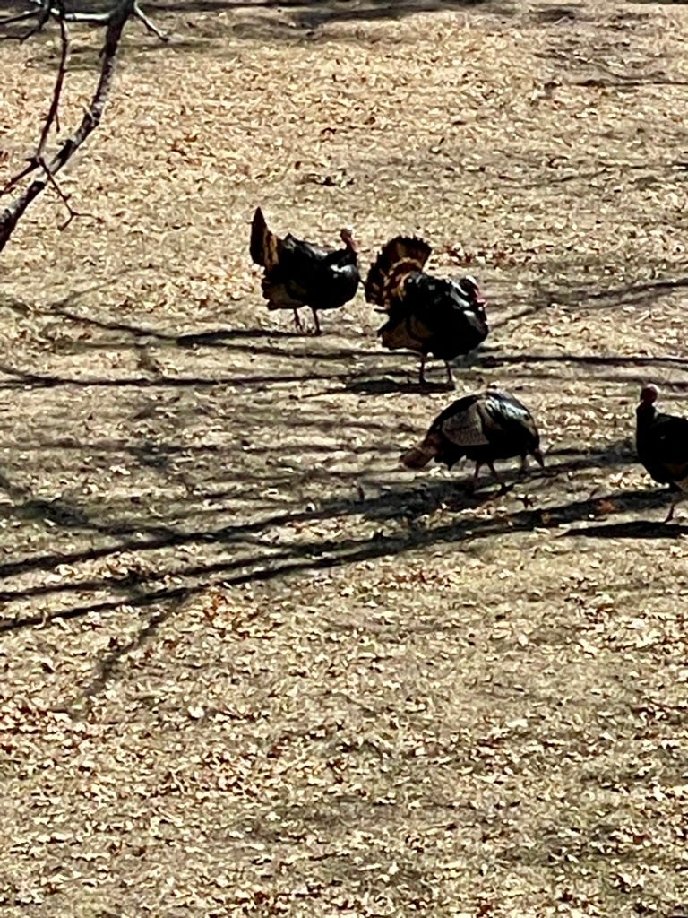 A group of turkeys walking on dirt

Description automatically generated