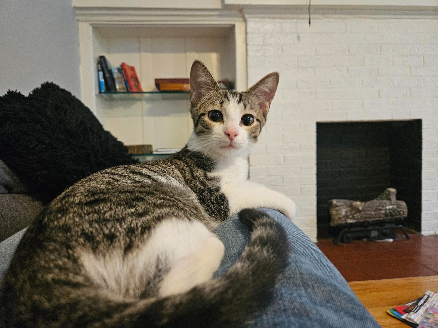 A tabby/white cat sitting on someone's legs