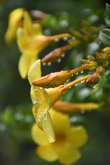 yellow jessamine flowers with dew