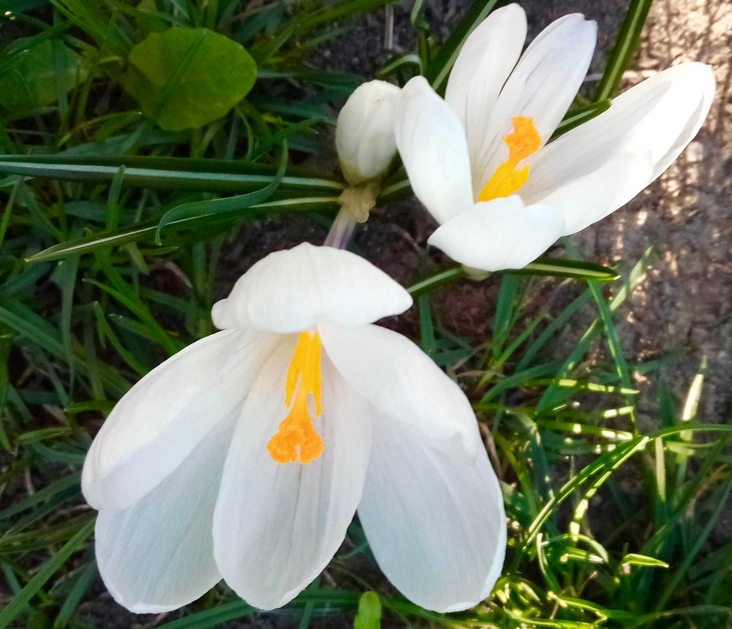 White crocus blossom opening