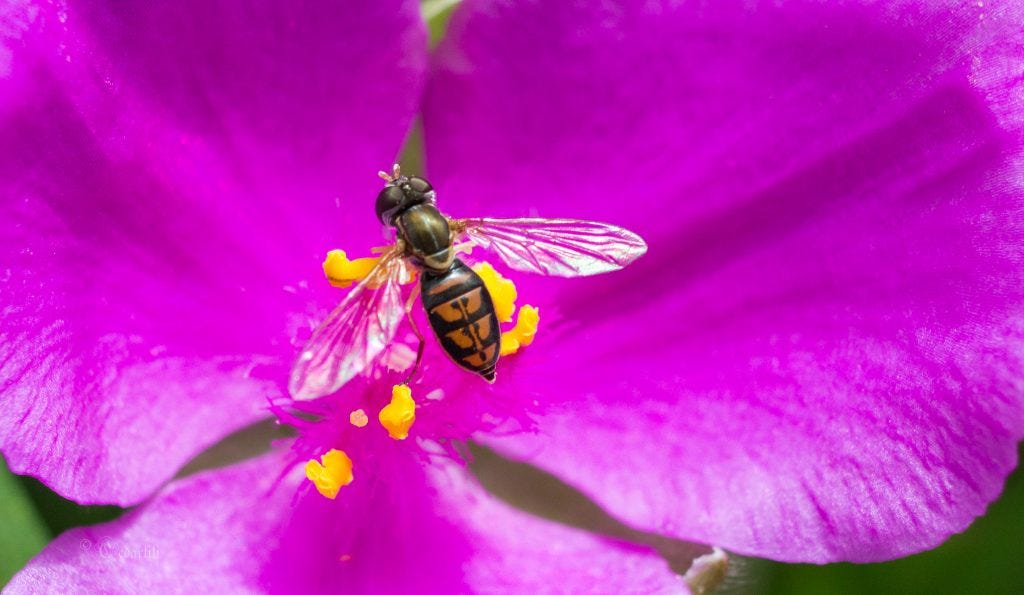 fly on spiderwort