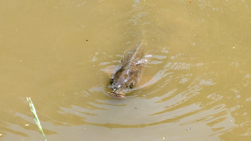 A really big koi fish coming to the surface of a pond