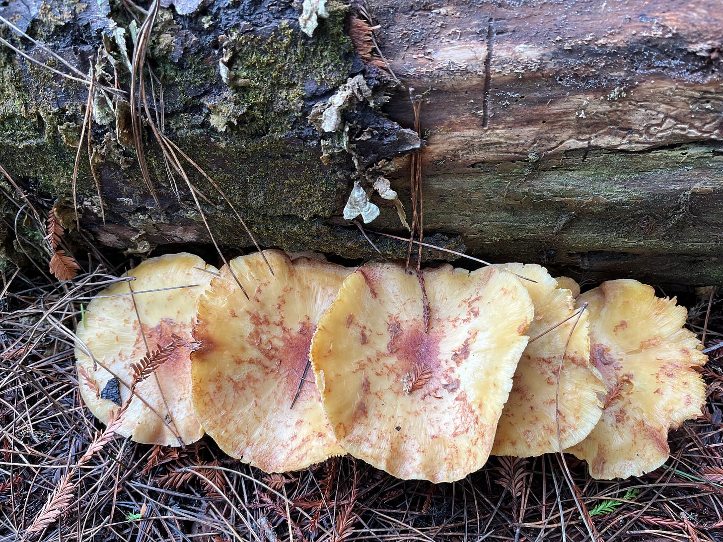 pale yellow row of mushrooms growing next to a pine trunk