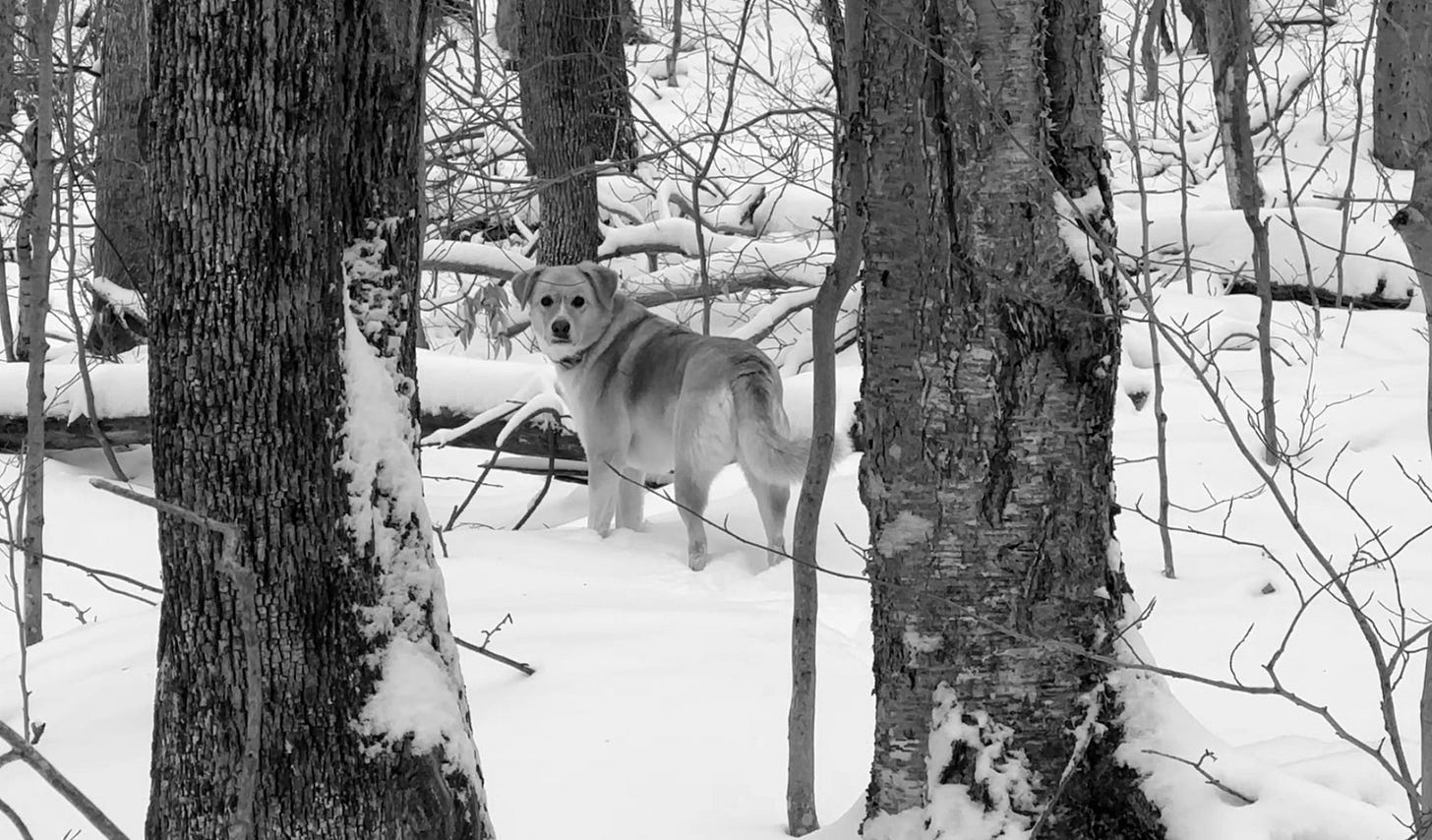 Maya, the author's dog, standing in the snowy woods.