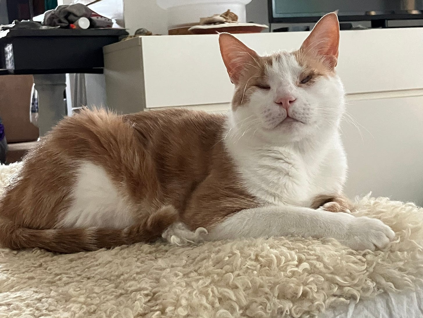 A white and orange tabby cat looks like he’s smiling with his eyes squinched shut. He is lying on a white, furry ottoman. A cluttered, white countertop is in the background.