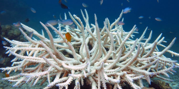 In the Photo: Bleached Acropora Coral 
Photo Credit: Wikimedia Commons