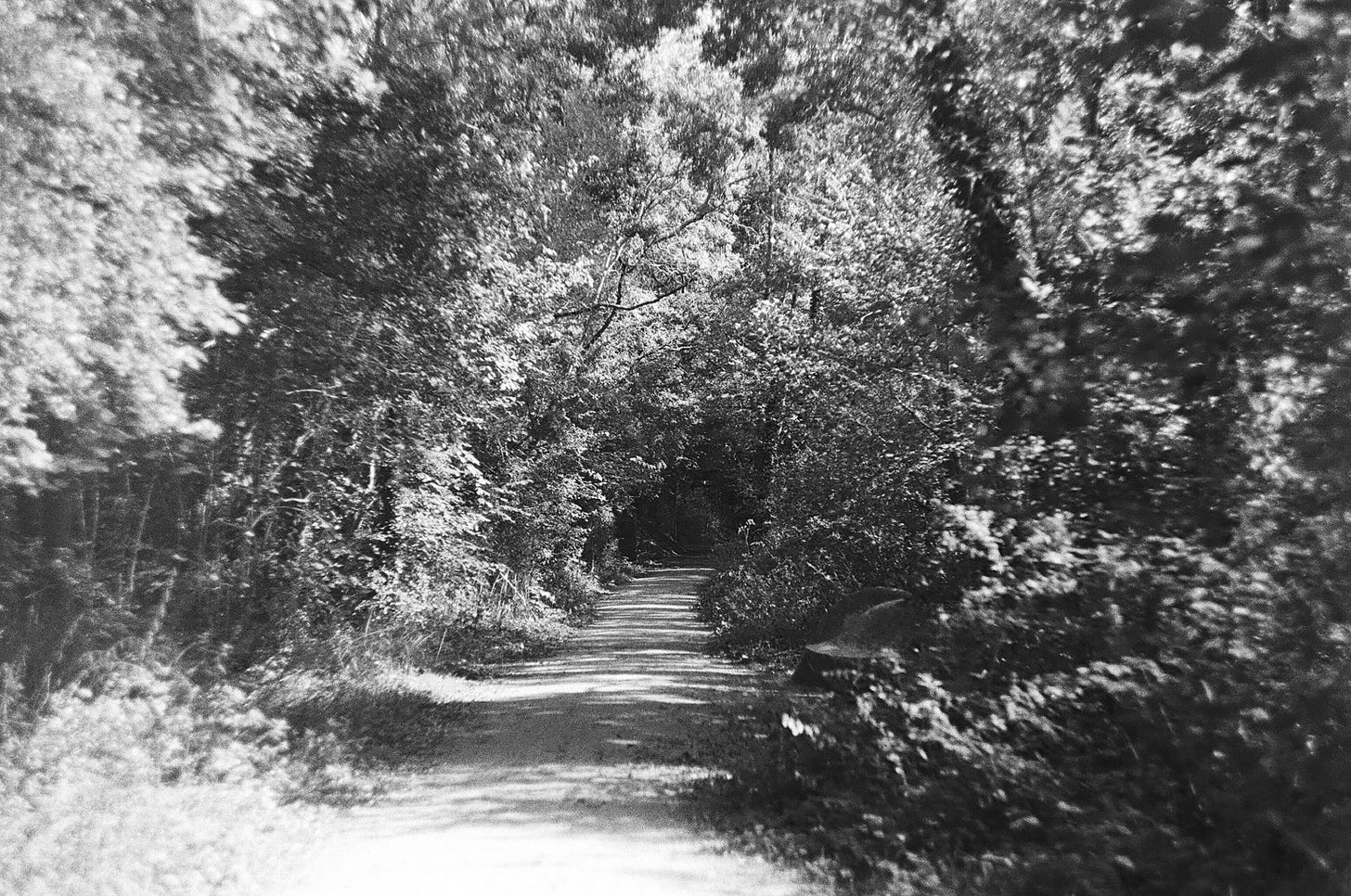 black and white grainy photograph of a shadow-striped forest path, the closer trees blurred, focus drawing into the depths